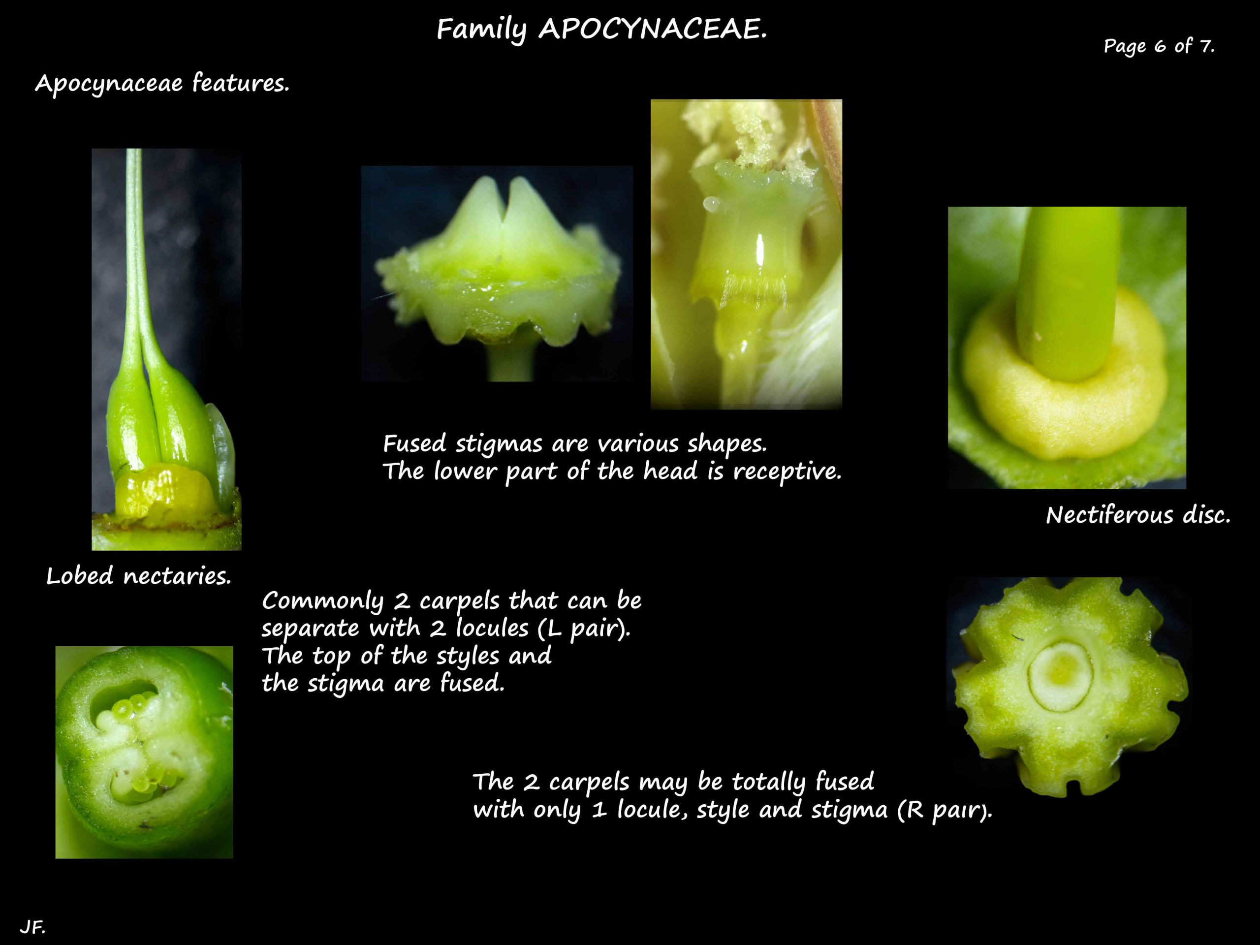 6 Apocynaceae nectaries & ovaries